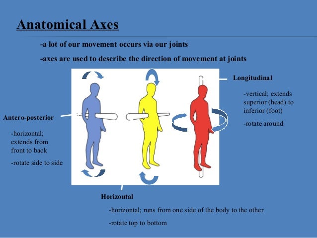 Anatomical Planes And Axis Of Movement