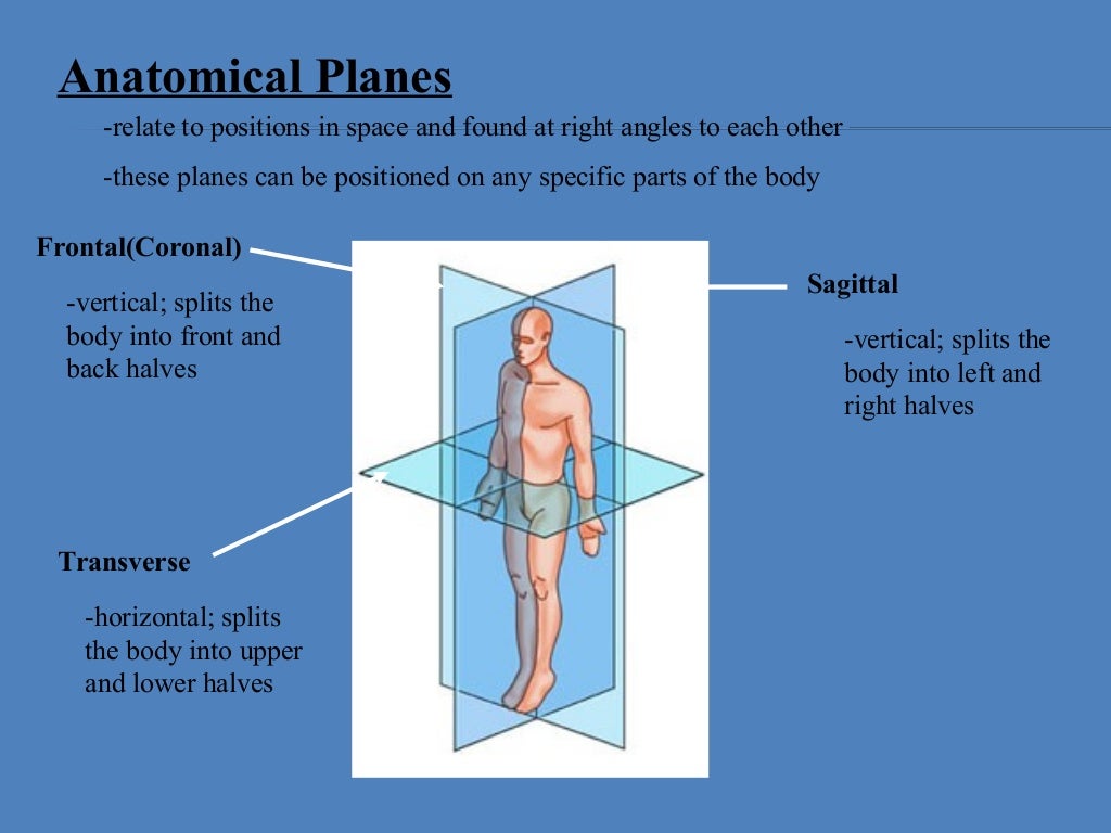 Anatomical Position And Basic Movements