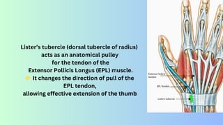 Testing Epl Tendon Understanding Anatomical Pulleys: Types, Functions, and Mechanical ...