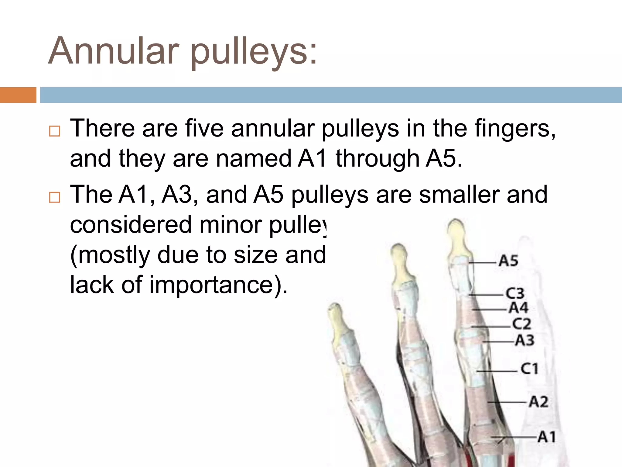 ANATOMICAL PULLEYS.ppt