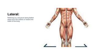 Anatomical Structures presentation .pptx