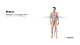 Anatomical Structures presentation .pptx