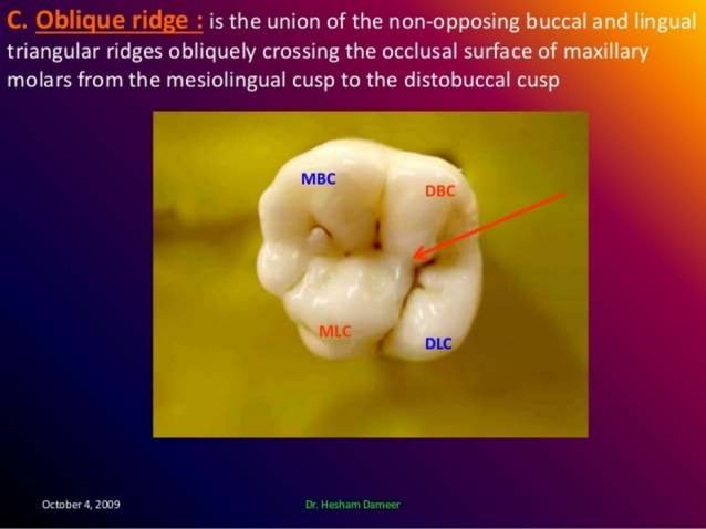 Tooth 14 Ridges Anatomical structures of teeth | PPTX