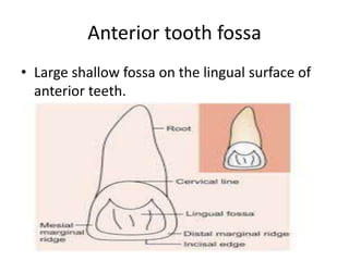 Anterior tooth fossa
• Large shallow fossa on the lingual surface of
anterior teeth.
 