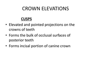 CROWN ELEVATIONS
CUSPS
• Elevated and pointed projections on the
crowns of teeth
• Forms the bulk of occlusal surfaces of
posterior teeth
• Forms incisal portion of canine crown
 