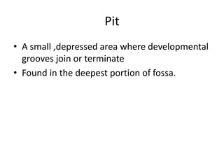 Pit
• A small ,depressed area where developmental
grooves join or terminate
• Found in the deepest portion of fossa.
 