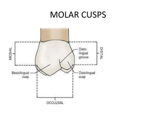 MOLAR CUSPS
 