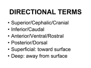 ANATOMICAL TERMINOLOGIES.ppt