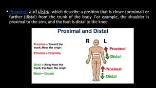 ANATOMICAL TERMINOLOGIES.pptx slides and planes | PPTX