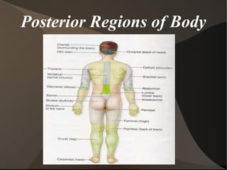 Posterior Regions of Body 