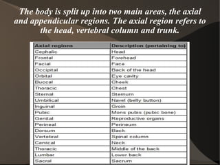 The body is split up into two main areas, the axial and appendicular regions. The axial region refers to the head, vertebral column and trunk. 