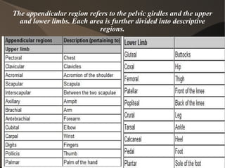 The appendicular region refers to the pelvic girdles and the upper and lower limbs. Each area is further divided into descriptive regions. 