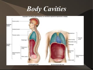 Body Cavities 