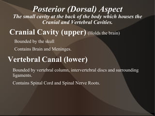 Posterior (Dorsal) Aspect The small cavity at the back of the body which houses the Cranial and Vertebral Cavities. Cranial Cavity (upper)   (Holds the brain) Bounded by the skull Contains Brain and Meninges. Vertebral   Canal (lower) Bounded by vertebral column, intervertebral discs and surrounding ligaments. Contains Spinal Cord and Spinal Nerve Roots. 