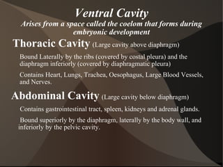 Ventral Cavity Arises from a space called the coelom that forms during embryonic development Thoracic   Cavity   (Large cavity above diaphragm) Bound Laterally by the ribs (covered by costal pleura) and the diaphragm inferiorly (covered by diaphragmatic pleura) Contains Heart, Lungs, Trachea, Oesophagus, Large Blood Vessels, and Nerves. Abdominal Cavity   (Large cavity below diaphragm)   Contains gastrointestinal tract, spleen, kidneys and adrenal glands.   Bound superiorly by the diaphragm, laterally by the body wall, and inferiorly by the pelvic cavity. 
