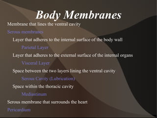 Body Membranes Membrane that lines the ventral cavity Serous membranes Layer that adheres to the internal surface of the body wall Parietal Layer Layer that adheres to the external surface of the internal organs Visceral Layer Space between the two layers lining the ventral cavity Serous Cavity (Lubrication) Space within the thoracic cavity Mediastinum Serous membrane that surrounds the heart Pericardium 