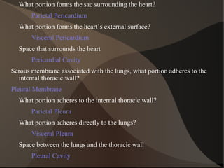 What portion forms the sac surrounding the heart? Parietal Pericardium What portion forms the heart’s external surface? Visceral Pericardium Space that surrounds the heart Pericardial Cavity Serous membrane associated with the lungs, what portion adheres to the internal thoracic wall? Pleural Membrane What portion adheres to the internal thoracic wall? Parietal Pleura What portion adheres directly to the lungs? Visceral Pleura Space between the lungs and the thoracic wall Pleural Cavity 