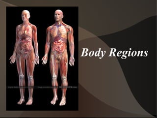 Body Regions 