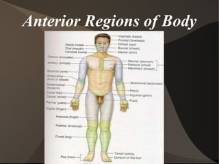 Anterior Regions of Body 