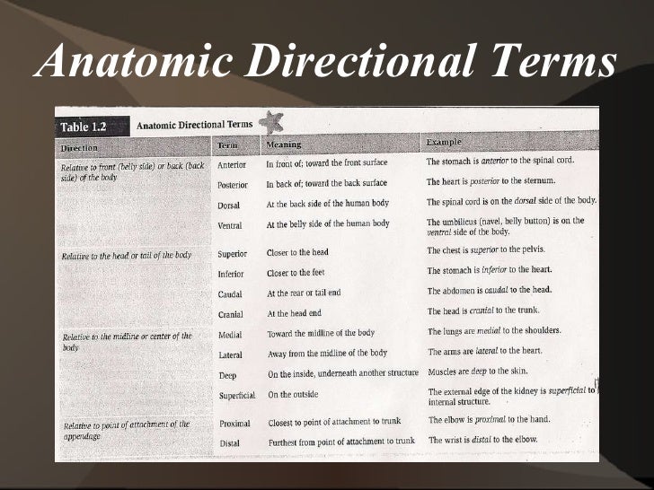 Anatomical terminology
