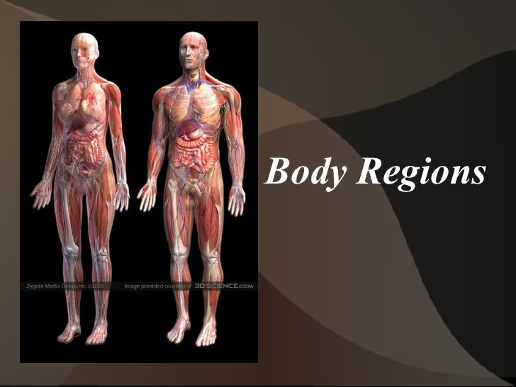 Anatomical terminology