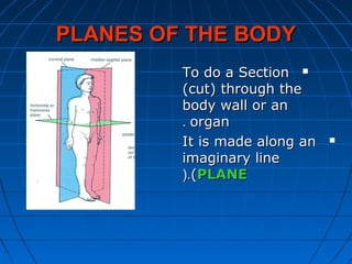PLANES OF THE BODYPLANES OF THE BODY
To do a SectionTo do a Section
(cut) through the(cut) through the
body wall or anbody wall or an
organorgan..
It is made along anIt is made along an
imaginary lineimaginary line
((PLANEPLANE(.(.
 