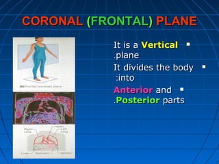 CORONALCORONAL ((FRONTALFRONTAL)) PLANEPLANE
It is aIt is a VerticalVertical
planeplane..
It divides the bodyIt divides the body
intointo::
AnteriorAnterior andand
PosteriorPosterior partsparts..
 