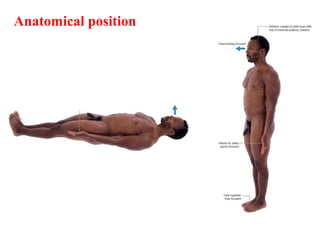 Anatomical position
 