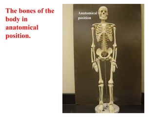 The bones of the
body in
anatomical
position.
 
