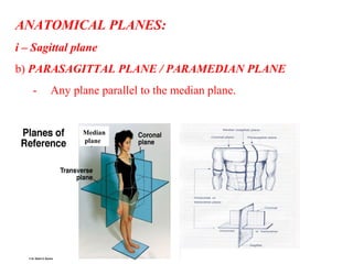 ANATOMICAL PLANES:
i – Sagittal plane
b) PARASAGITTAL PLANE / PARAMEDIAN PLANE
- Any plane parallel to the median plane.
Median
plane
 