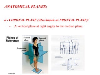 ANATOMICAL PLANES:
ii - CORONAL PLANE (Also known as FRONTAL PLANE):
- A vertical plane at right angles to the median plane.
Median
plane
 