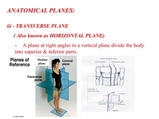ANATOMICAL PLANES:
iii - TRANSVERSE PLANE
( Also known as HORIZONTAL PLANE)
- A plane at right angles to a vertical plane divide the body
into superior & inferior parts.
Median
plane
 