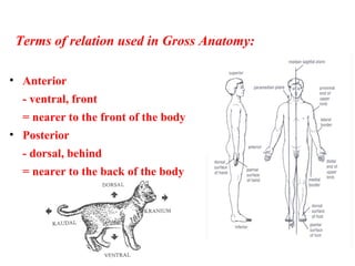 Terms of relation used in Gross Anatomy:
• Anterior
- ventral, front
= nearer to the front of the body
• Posterior
- dorsal, behind
= nearer to the back of the body
 