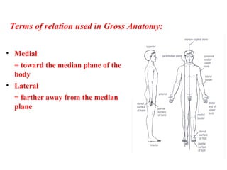 • Medial
= toward the median plane of the
body
• Lateral
= farther away from the median
plane
Terms of relation used in Gross Anatomy:
 