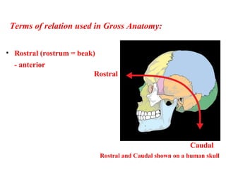 • Rostral (rostrum = beak)
- anterior
Terms of relation used in Gross Anatomy:
Rostral
Caudal
Rostral and Caudal shown on a human skull
 
