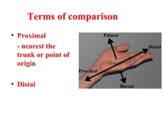 Terms of comparison
• Proximal
- nearest the
trunk or point of
origin
• Distal
 