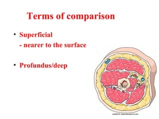 Terms of comparison
• Superficial
- nearer to the surface
• Profundus/deep
 