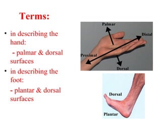 • in describing the
hand:
- palmar & dorsal
surfaces
• in describing the
foot:
- plantar & dorsal
surfaces
Terms:
Dorsal
Plantar
 
