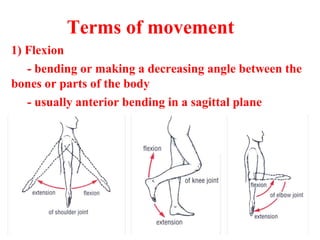 Terms of movement
1) Flexion
- bending or making a decreasing angle between the
bones or parts of the body
- usually anterior bending in a sagittal plane
 
