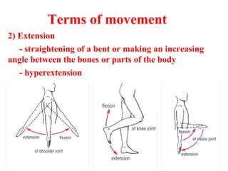 Terms of movement
2) Extension
- straightening of a bent or making an increasing
angle between the bones or parts of the body
- hyperextension
 