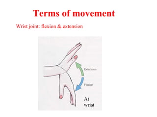 At
wrist
Wrist joint: flexion & extension
Terms of movement
 