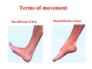 Dorsiflexion of foot Plantarflexion of foot
Terms of movement
 