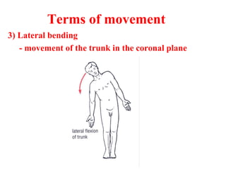 Terms of movement
3) Lateral bending
- movement of the trunk in the coronal plane
 