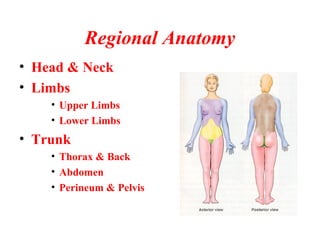 Regional Anatomy
• Head & Neck
• Limbs
• Upper Limbs
• Lower Limbs
• Trunk
• Thorax & Back
• Abdomen
• Perineum & Pelvis
 