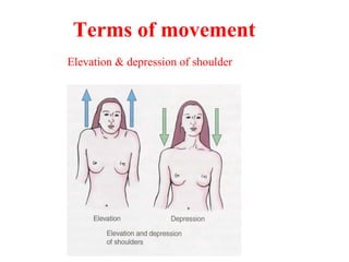 Elevation & depression of shoulder
Terms of movement
 