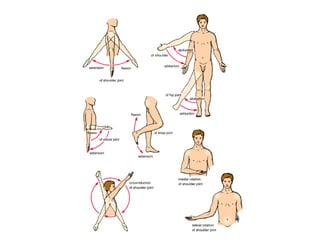 Anatomical terminology