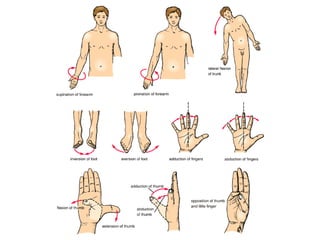 Anatomical terminology