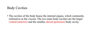 Body Cavities
• The cavities of the body house the internal organs, which commonly
referred to as the viscera. The two main body cavities are the larger
ventral (anterior) and the smaller, dorsal (posterior) body cavity.
 