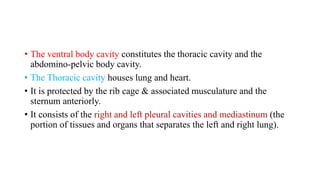 • The ventral body cavity constitutes the thoracic cavity and the
abdomino-pelvic body cavity.
• The Thoracic cavity houses lung and heart.
• It is protected by the rib cage & associated musculature and the
sternum anteriorly.
• It consists of the right and left pleural cavities and mediastinum (the
portion of tissues and organs that separates the left and right lung).
 