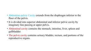 • Abdomino-pelvic Cavity extends from the diaphragm inferior to the
floor of the pelvis.
• It is divided into superior abdominal and inferior pelvic cavity by
imaginary line passing at upper pelvis.
• Abdominal cavity contains the stomach, intestine, liver, spleen and
gallbladder.
• The pelvic cavity contains urinary bladder, rectum, and portions of the
reproductive organs.
 